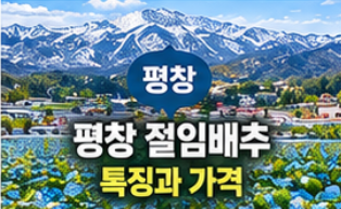 2026 절임배추 사전예약 20kg 가격 비교와 예약 시기&amp;#44; 김장 준비 방법 총정리 