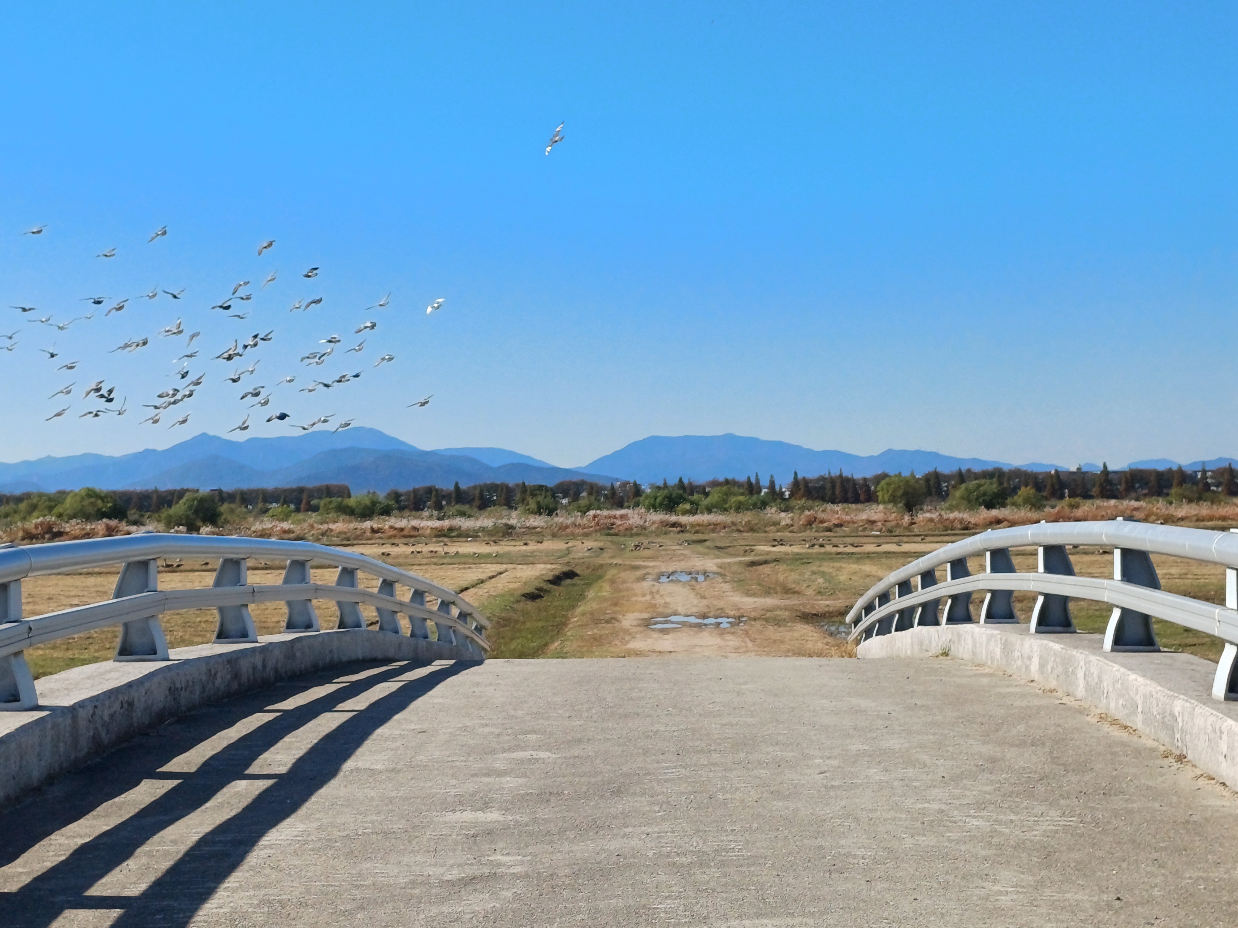 flocks of pigeons