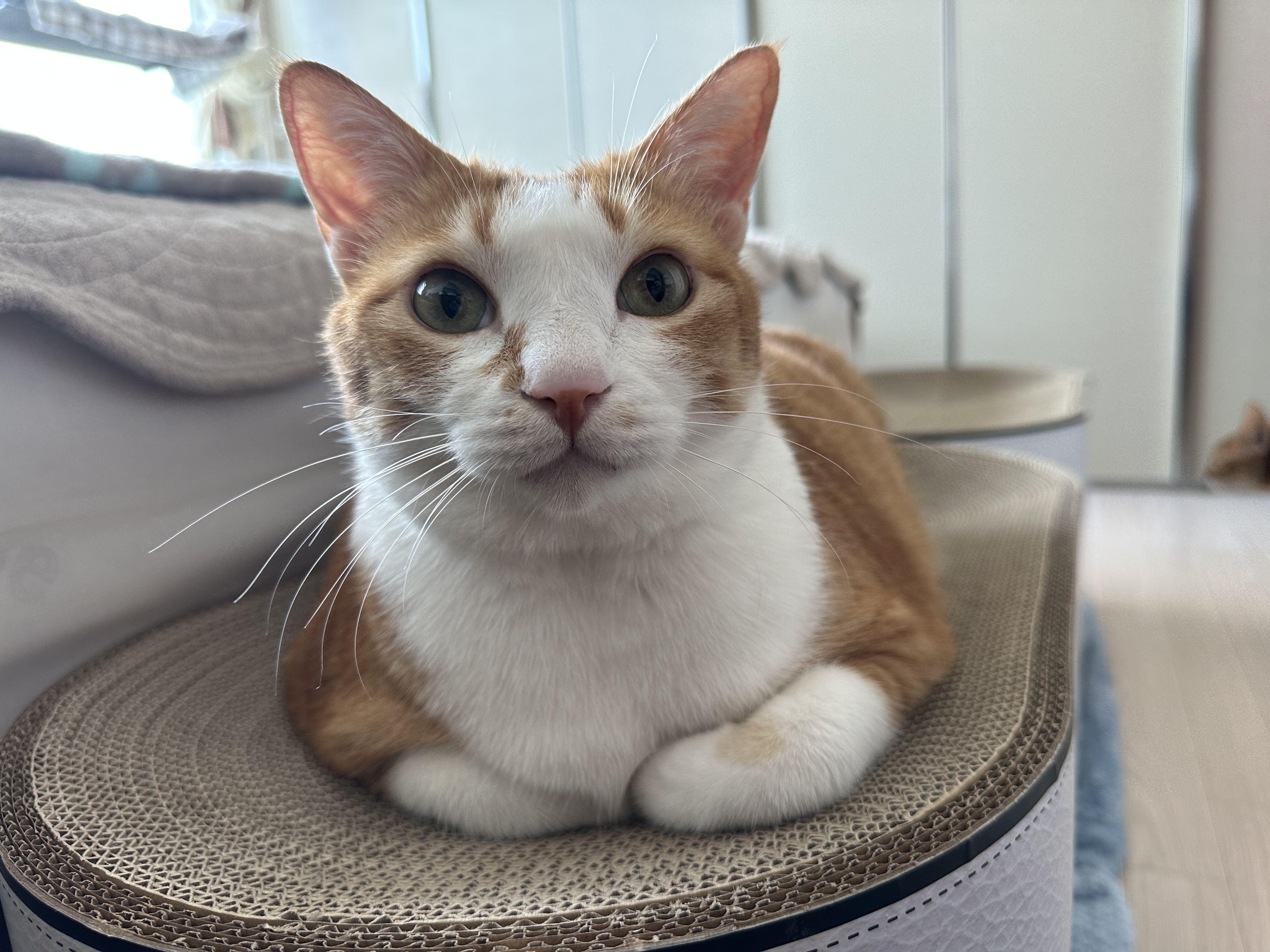 하이라운드_스크래쳐_위에서_식빵굽는_자세로_엄마랑_눈맞추고_있는_이쁜_치즈냥이_호야