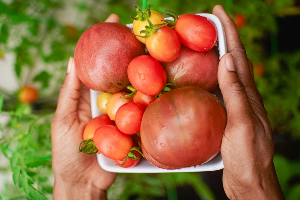 에어룸 토마토 이미지