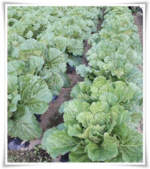 &quot;김장 배추, 직접 길러보세요!&quot; 초보자도 성공할 수 있는 쉬운 재배 가이드