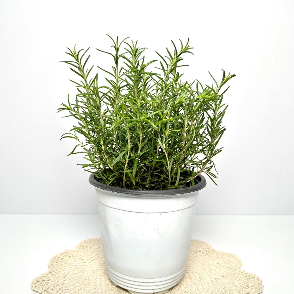 집에서 로즈마리 키우기