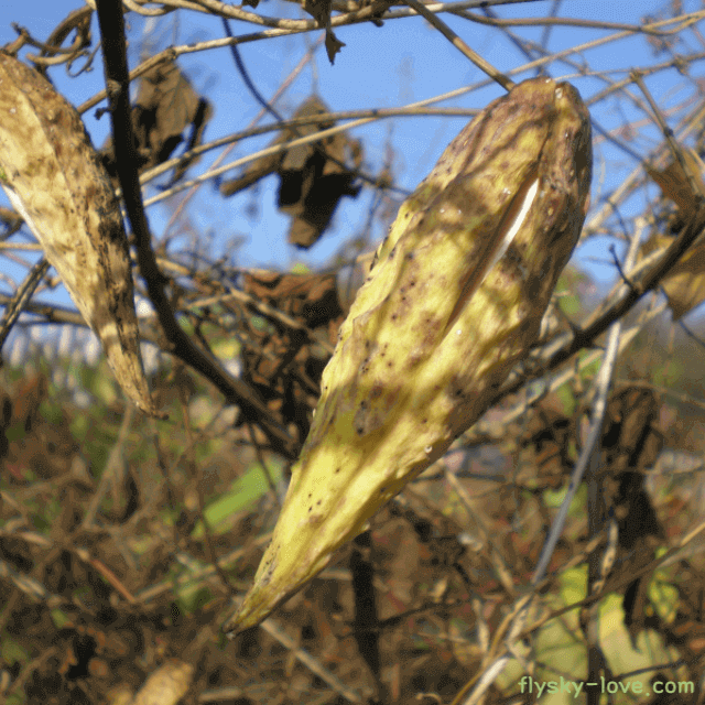 천연 정력제 박주가리 특징