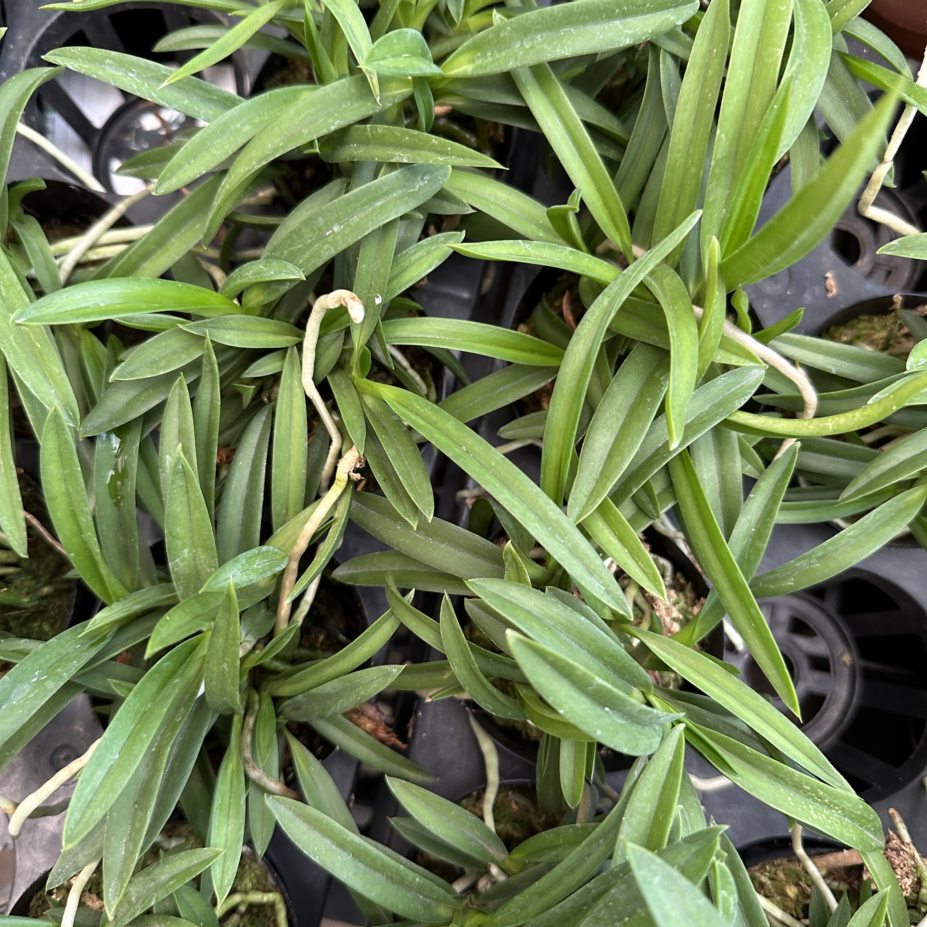 풍란 키우는 법