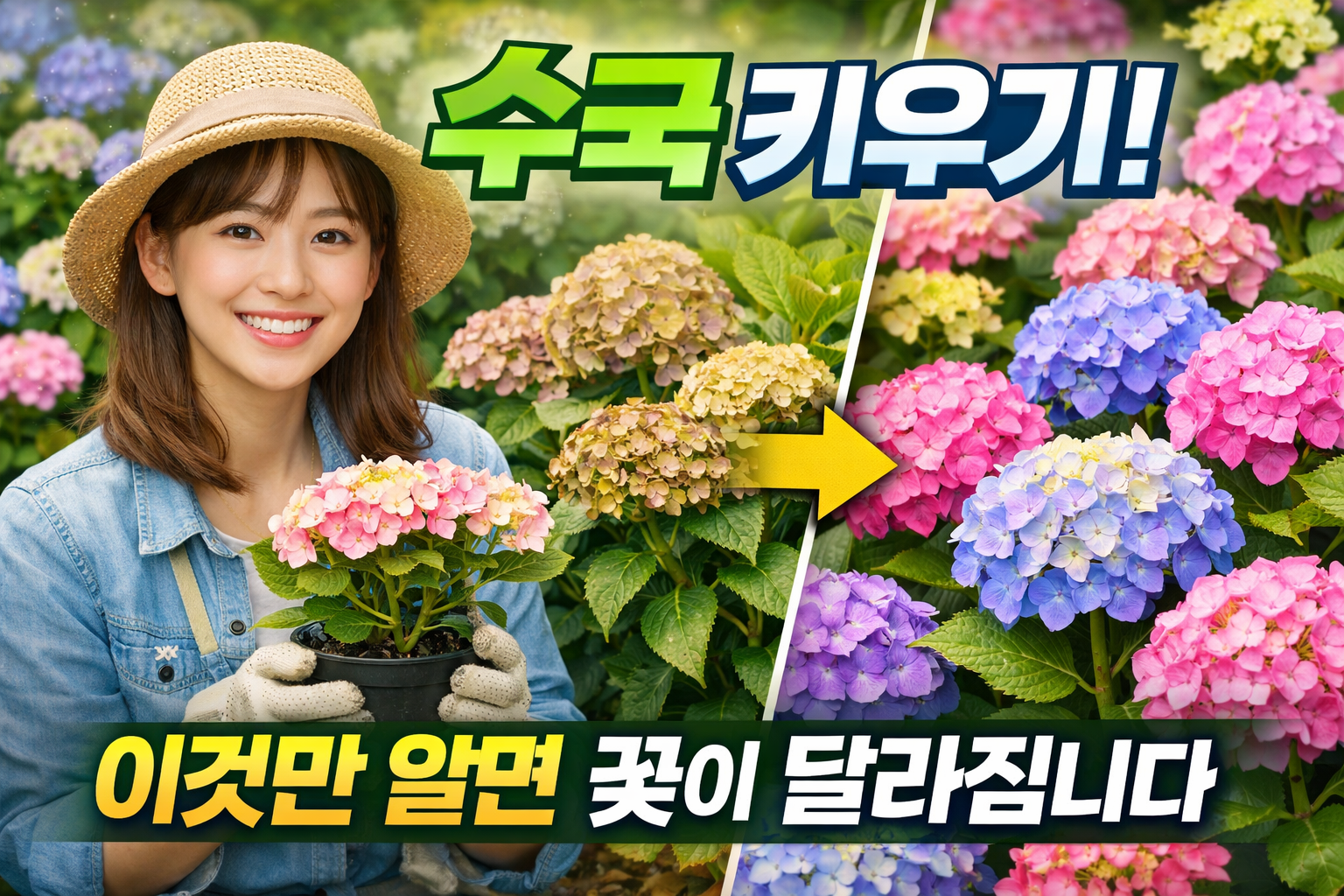 수국 키우기
