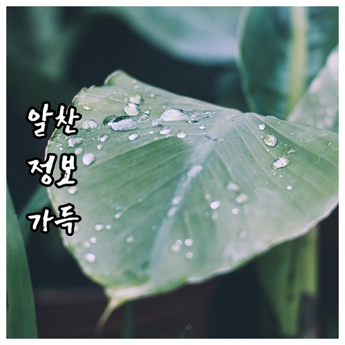 2025 보성군 해외지사화 지원 사업..