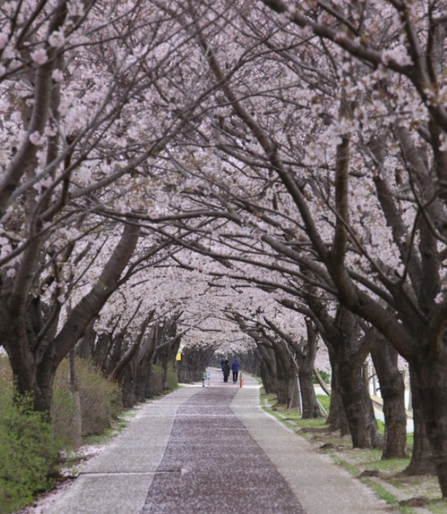 창녕 낙동강 유채축제 완벽 가이드: 대한민국 대표 봄꽃 축제