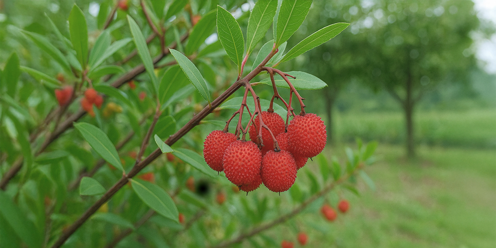 산딸기나무열매(아르부트)