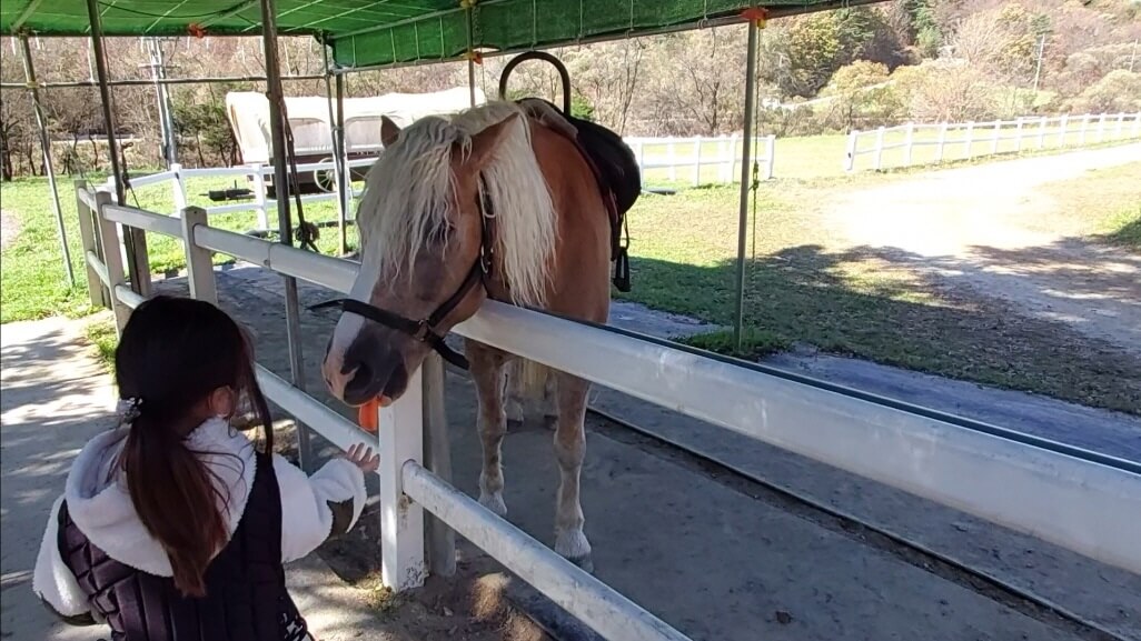 말에게-당근주기