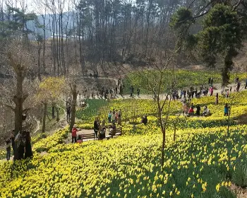 서산 유기방 가옥 수선화 축제_16