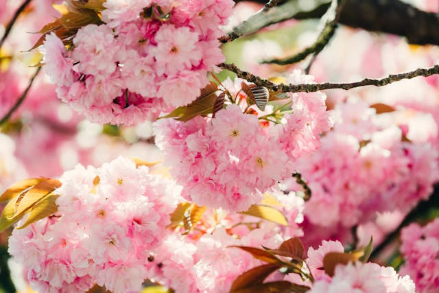 서울 근교부터 지방 명소까지! 전국 봄 드라이브 코스 추천