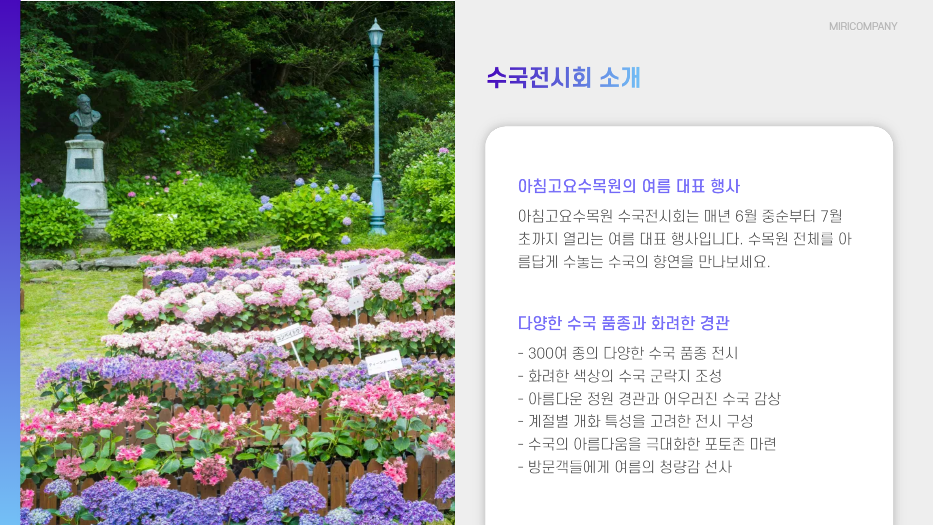 아침고요수목원 수국전시회