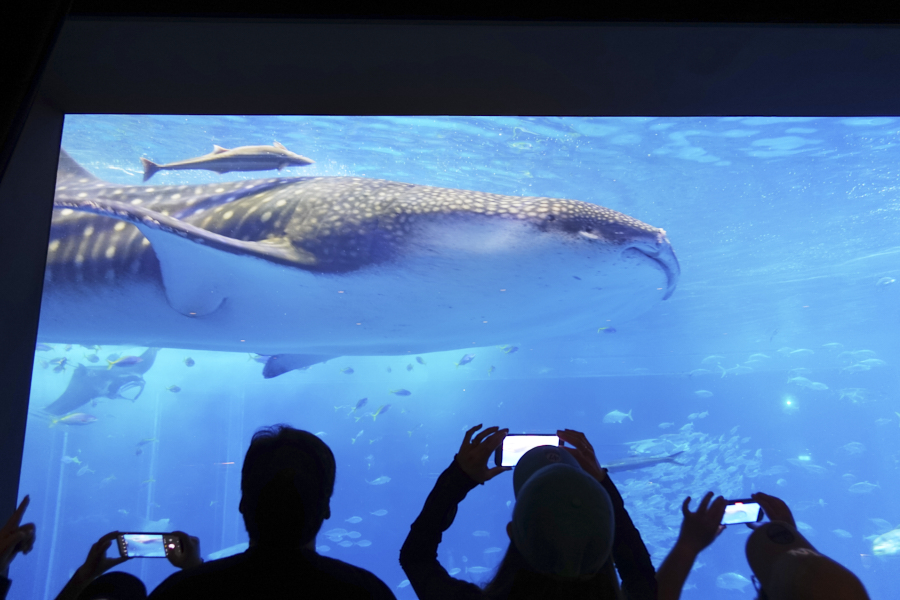 오키나와 츄라우미 수족관 고래상어