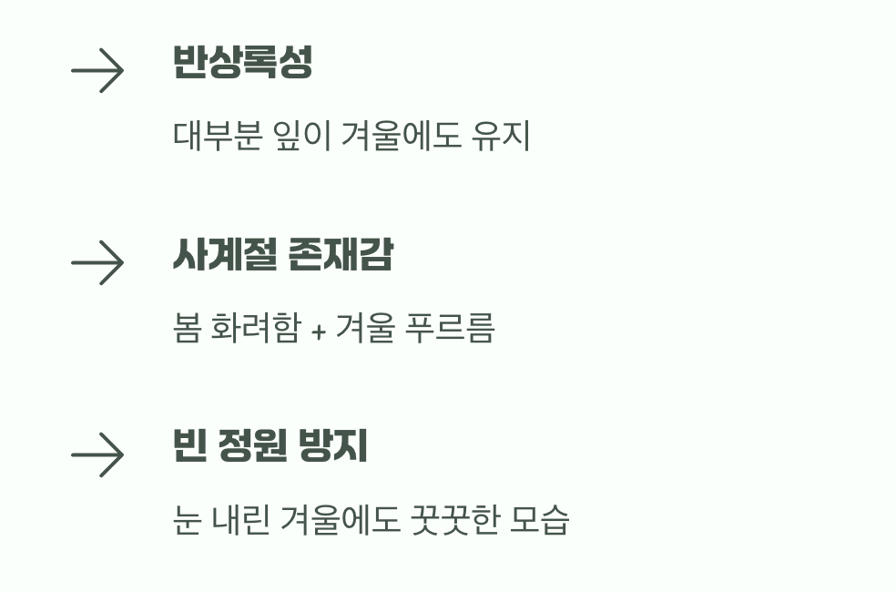 겨울에도 푸르름을 지키는 든든함