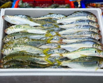 무창포 대하 전어축제_21