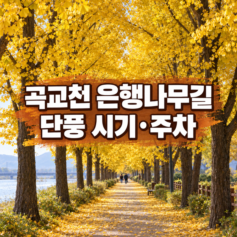곡교천 은행나무길 주차장과 노랗게 물드는 시기
