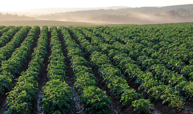 돼지감자 먹는법 및 일반감자와 차이점은?(유래,주의사항)