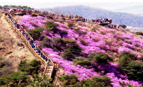 고려산-진달래-축제