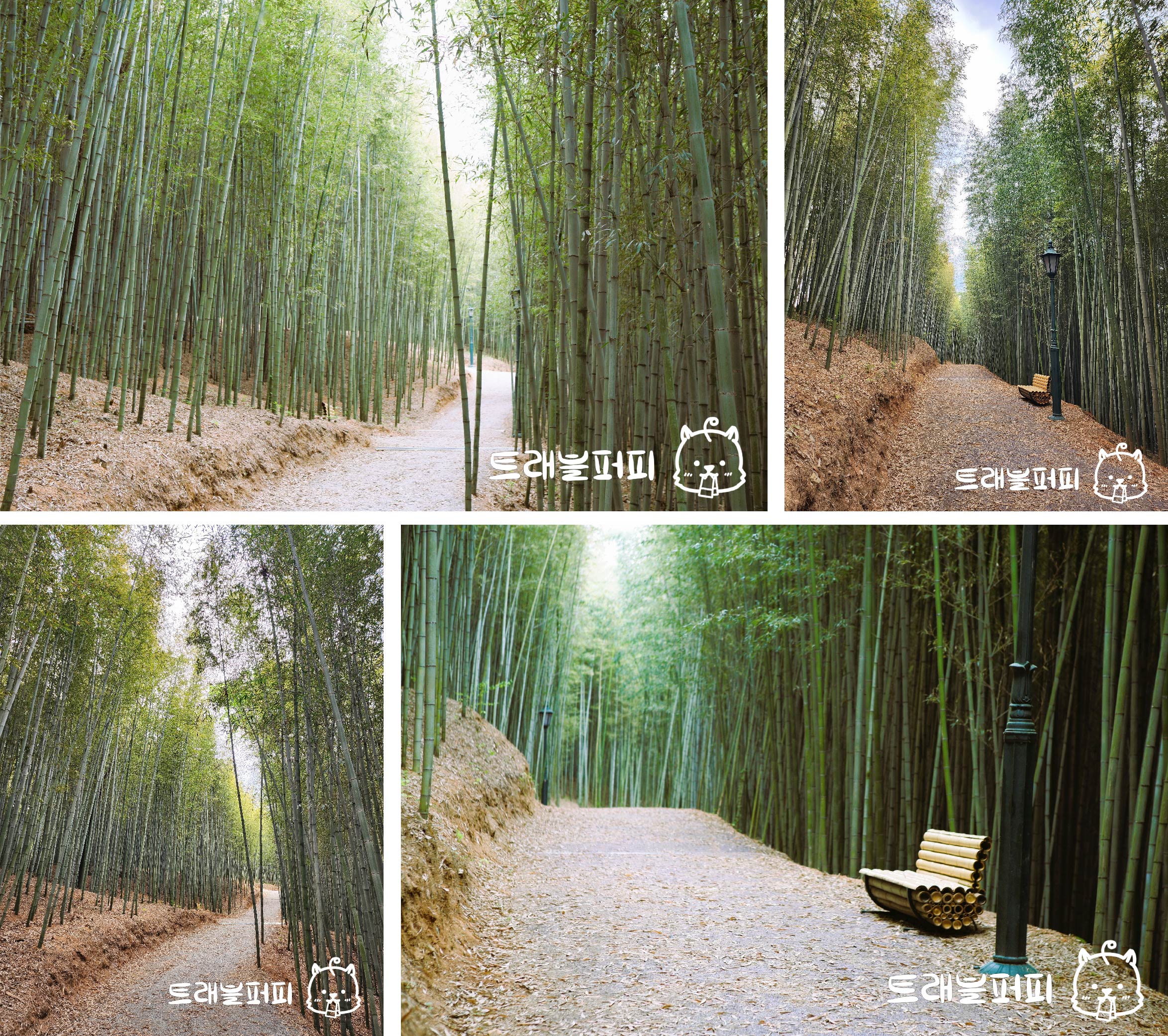 사군자 정원 대나무 숲 사진.