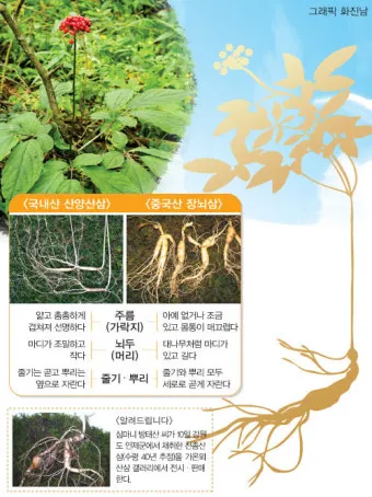 산삼 효능 영양 면역력 피로 회복 위한 섭취법 정리_25