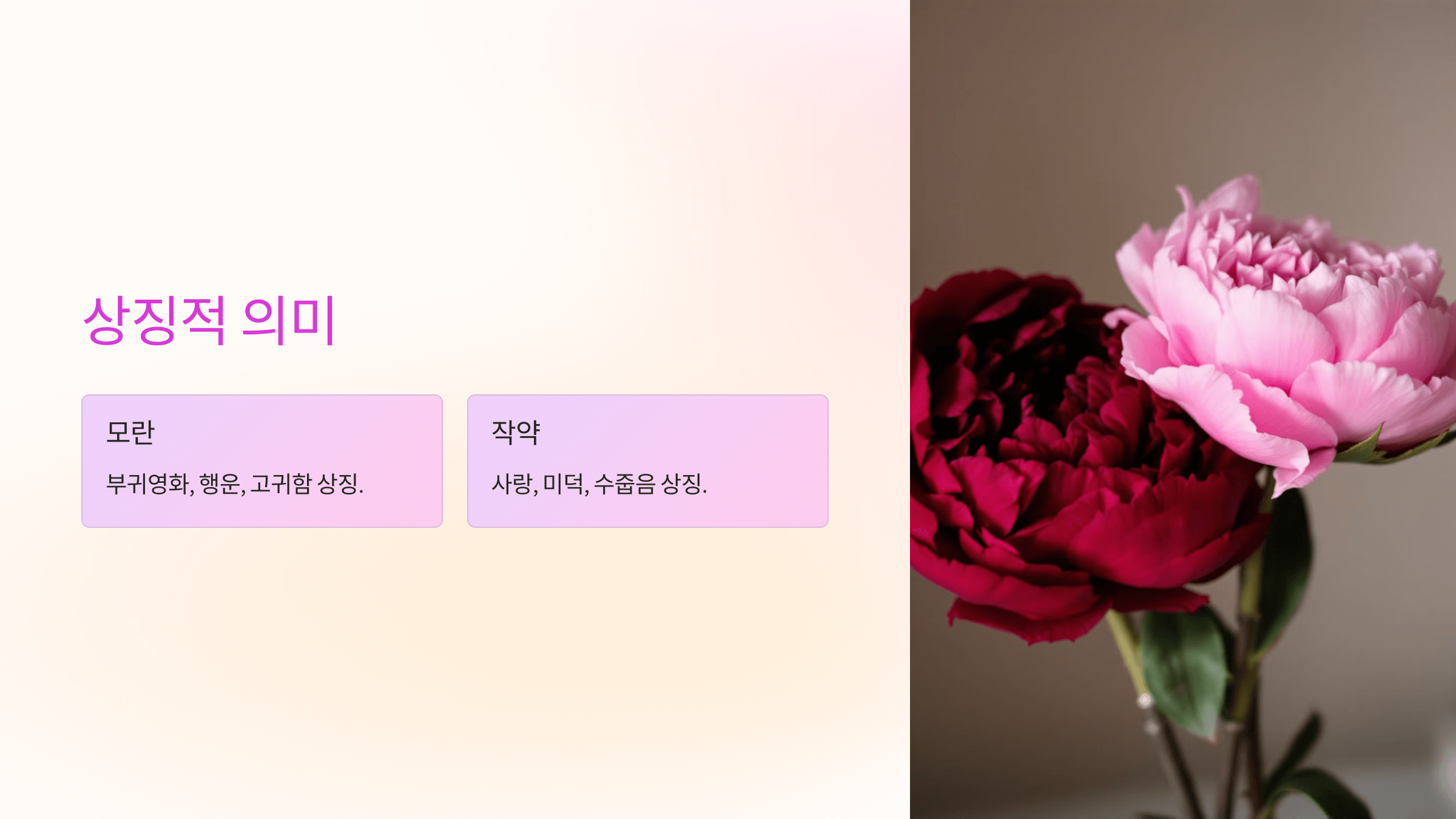 모란꽃 사진입니다.