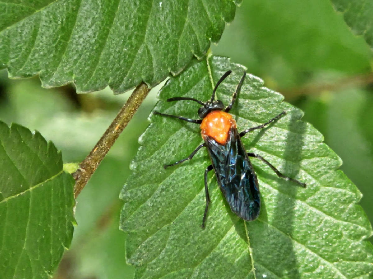 홍가슴루리등에잎벌1