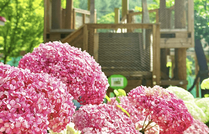 진주 월아산 수국축제