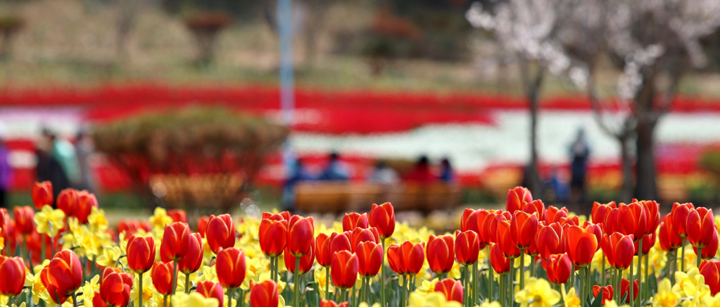 태안 튤립 축제