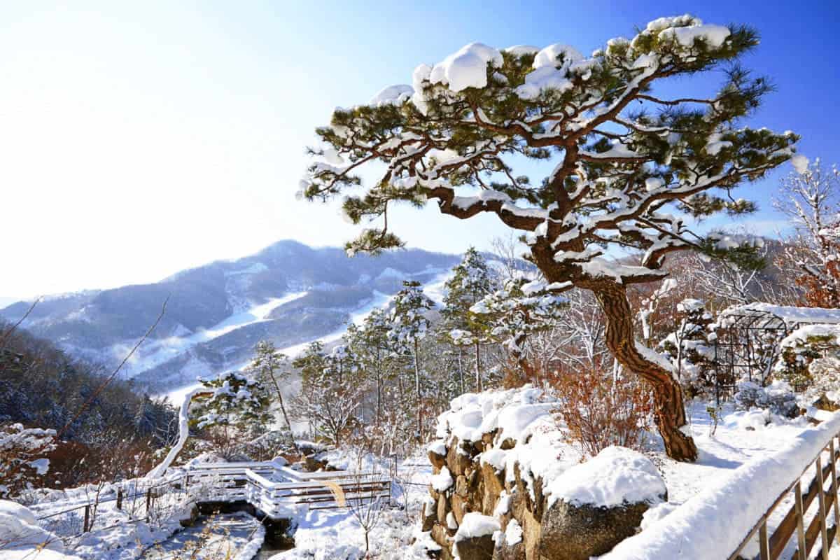겨울의 화담숲