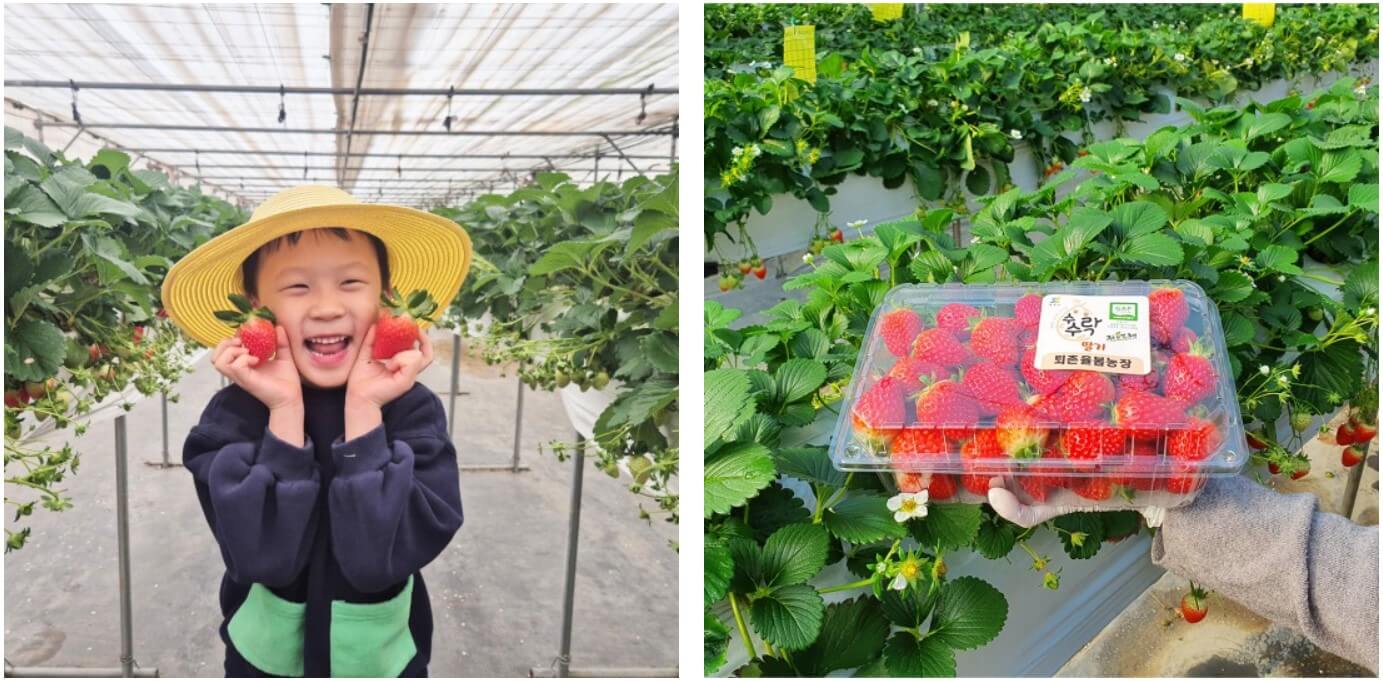 싱싱 딸기 수확체험