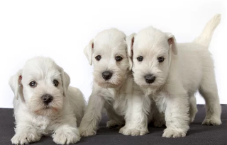 슈나우저 사진/출처:어도비스톡