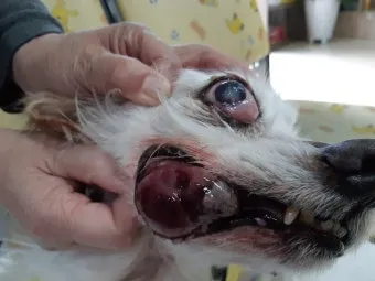 강아지 몸에 혹 악성종양 구분 세포검사 후기 사례집_21