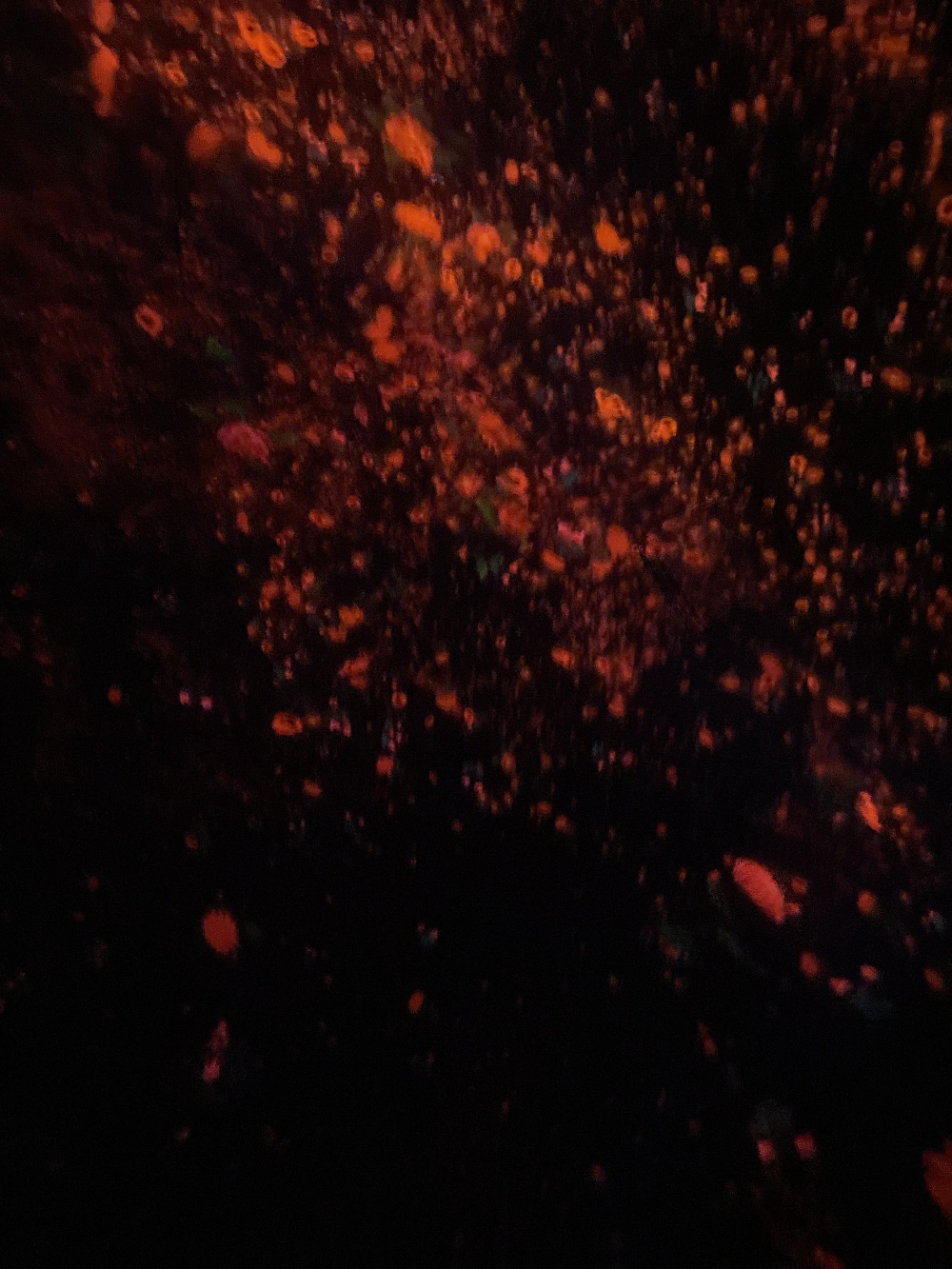 일본 도쿄 팀랩플래닛 관람-떨어지는 꽃들의 우주에 떠다니며