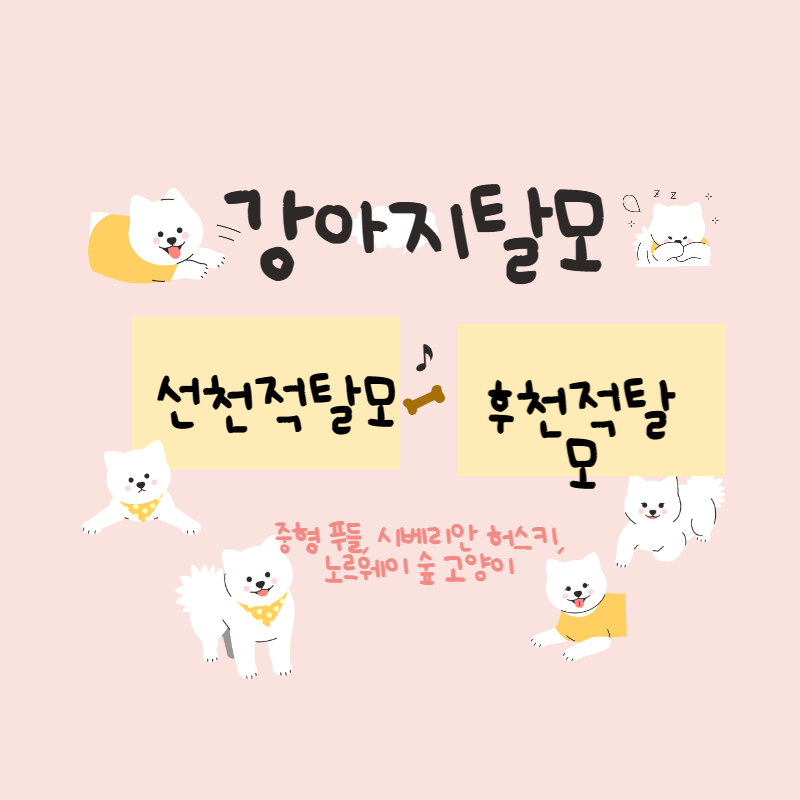 강아지탈모