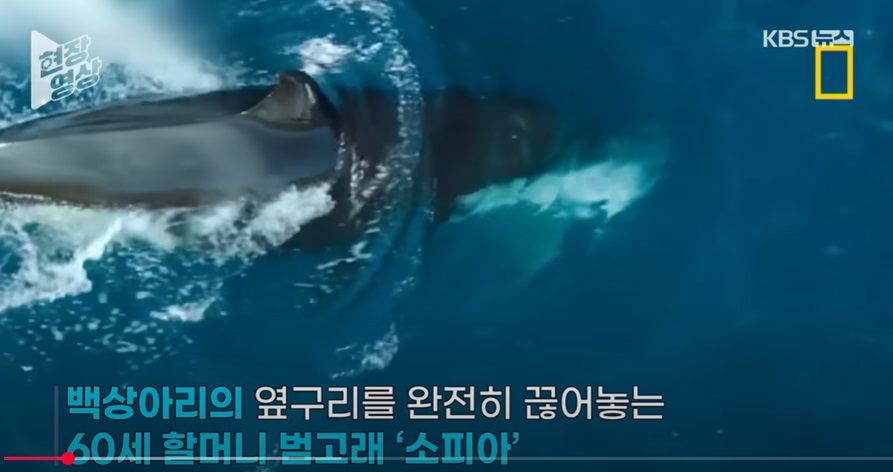 상어 잡아먹는 고래의 첫 포착