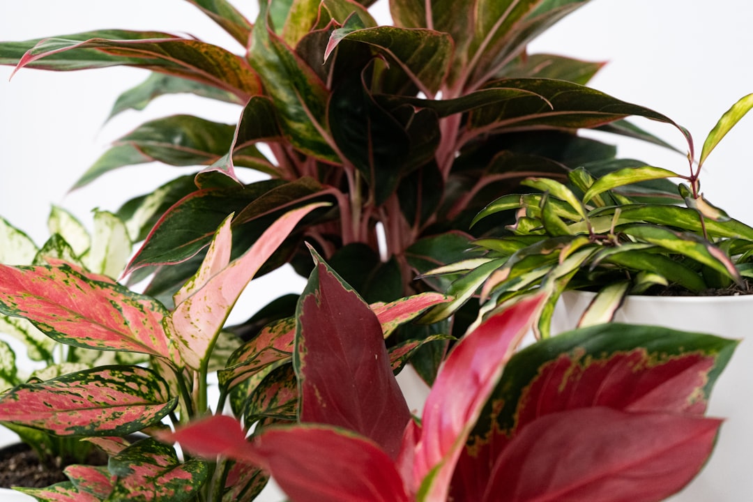 Aglaonema