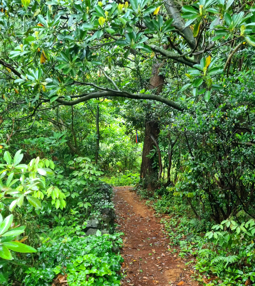 올레2코스 대수산봉 오르는 길은 생각보다 쾌적한 모습