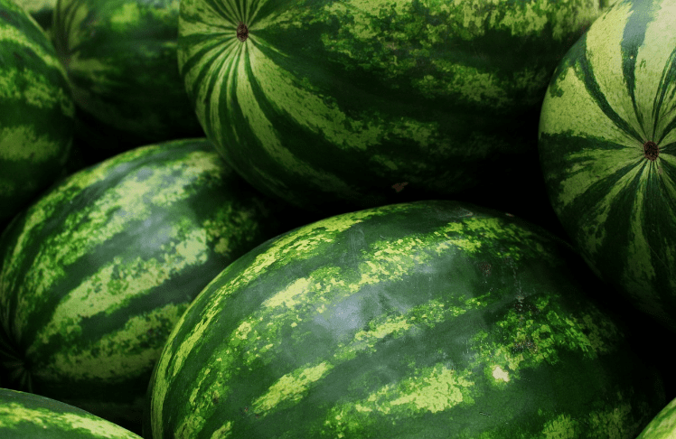 수박 여러 개