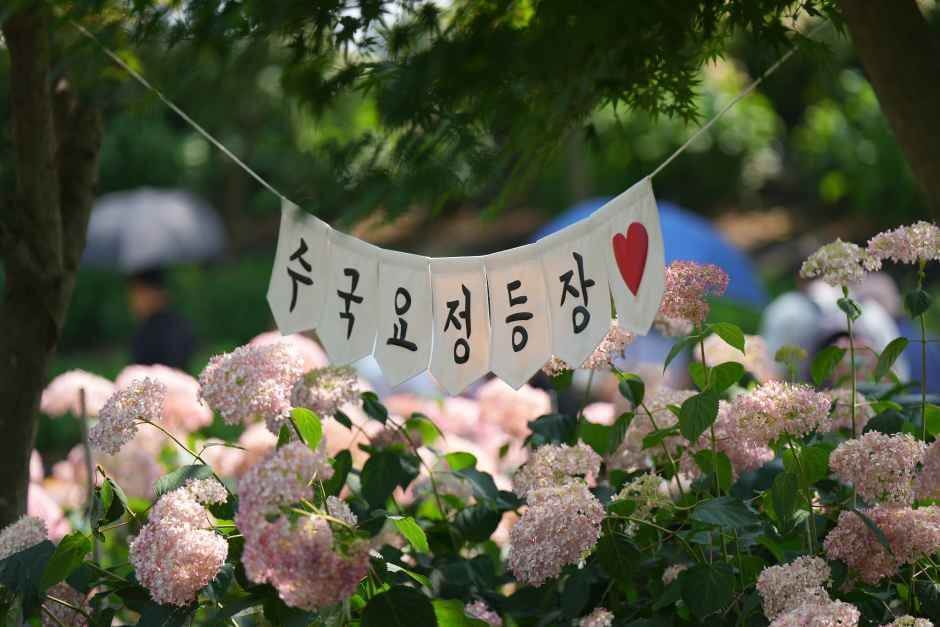 공주 유구 색동수국정원 꽃축제