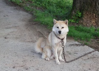 진돗개/출처:어도비스톡