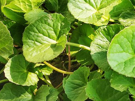 고투콜라의 올바른 섭취 방법