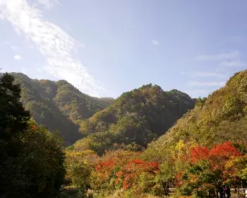내장산 단풍_27