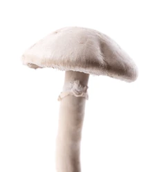 간에좋은음식