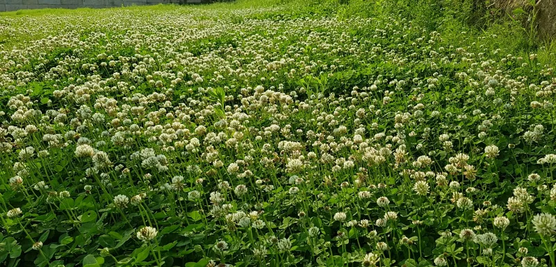합천 황매산