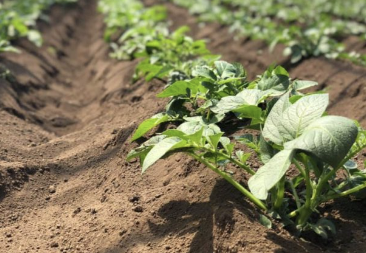 3월에 심는 밭작물