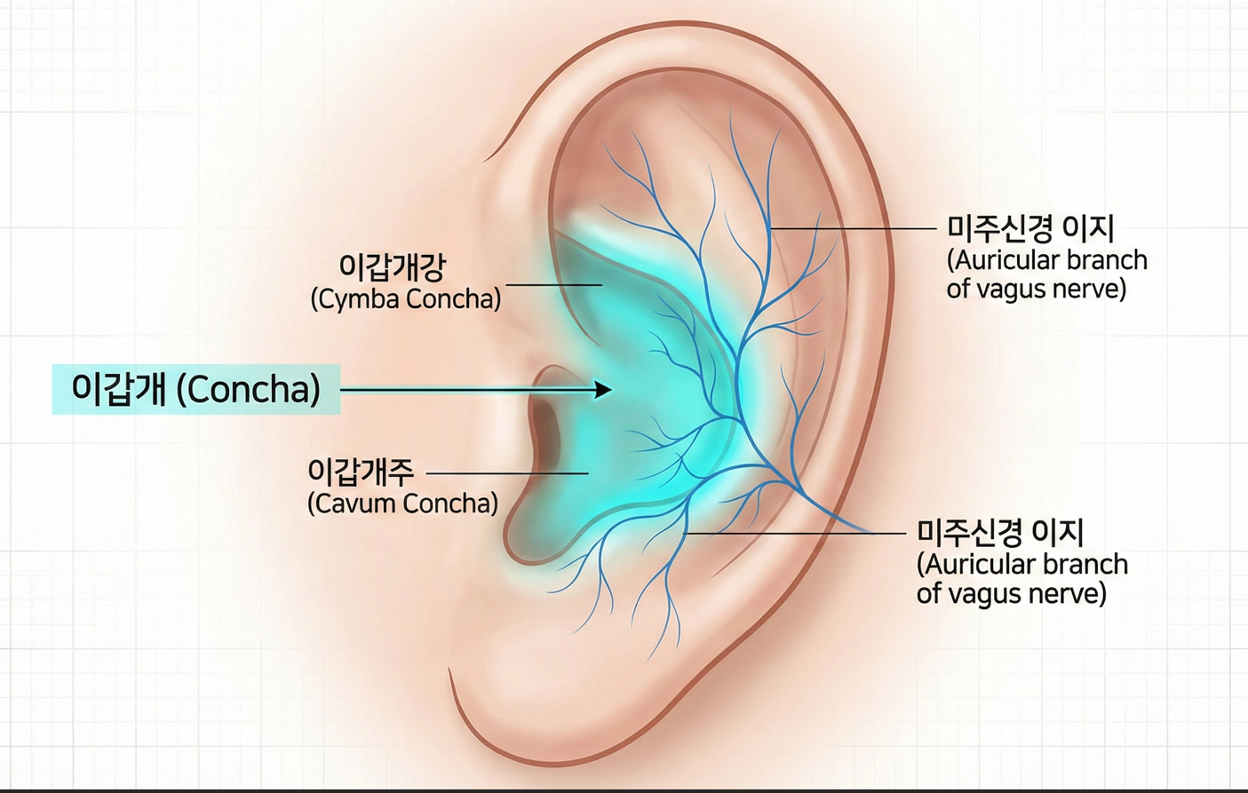 미주신경이 피부와 닿아있는 귀의 이갑개