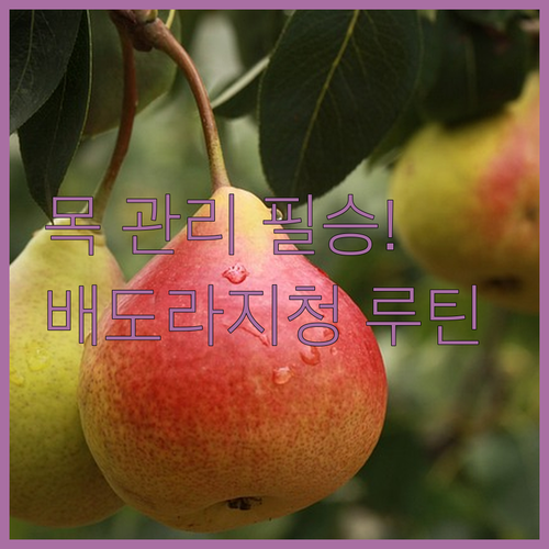 감기 기운 잡는 꿀조합 힘가네 배 도..