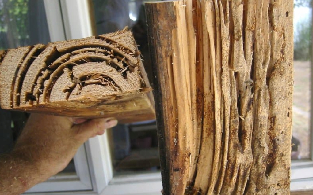 서울 강남 논현 충남 아산 흰개미 발견 여왕 유시충 퇴치 불가 바퀴벌레 문화재 여름