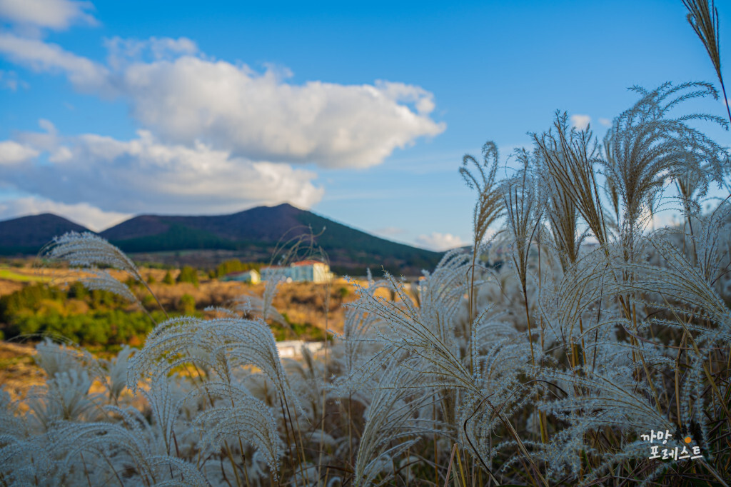 제주 새별오름 억새