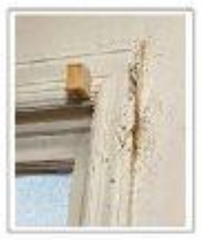 빈대 확인법 빈대 물린 자국 빈대 퇴치(+2024)